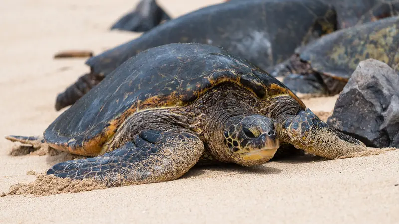 Green sea turtles resting on the sand at Hoʻokipa Beach