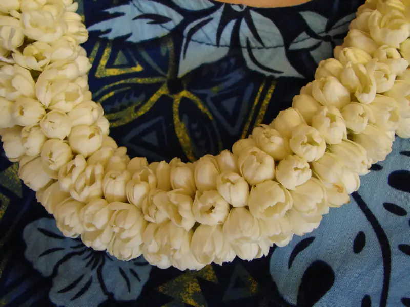 A multi-strand lei of small white pikake jasmine flowers