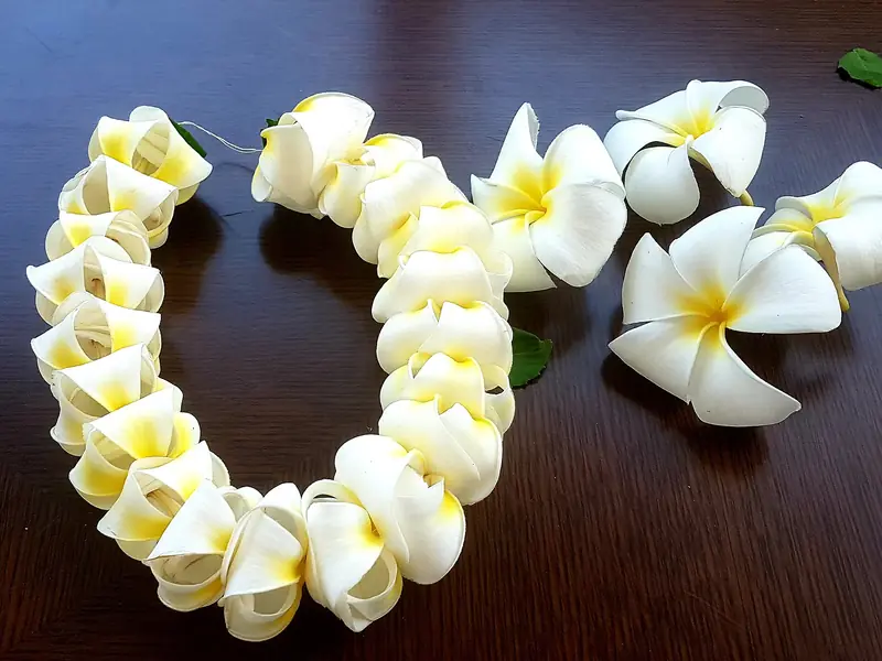A garland of white and yellow plumeria flowers